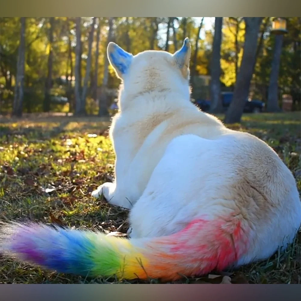 JIM & GLORIA ~ TEMPORARY PET HAIR DYE CHALK